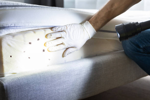 Best Flea Control Services  in Dunbar, SC