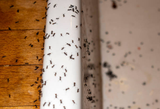 Best Affordable Exterminators  in Dunbar, SC