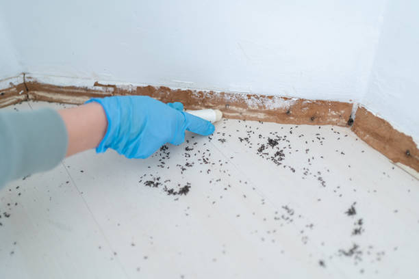 Best Insect Control  in Dunbar, SC
